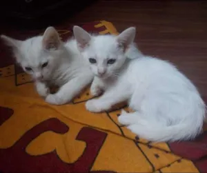 Gato raça  idade 2 a 6 meses nome Gatinhos para adoção