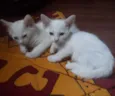 Gatinhos para adoção
