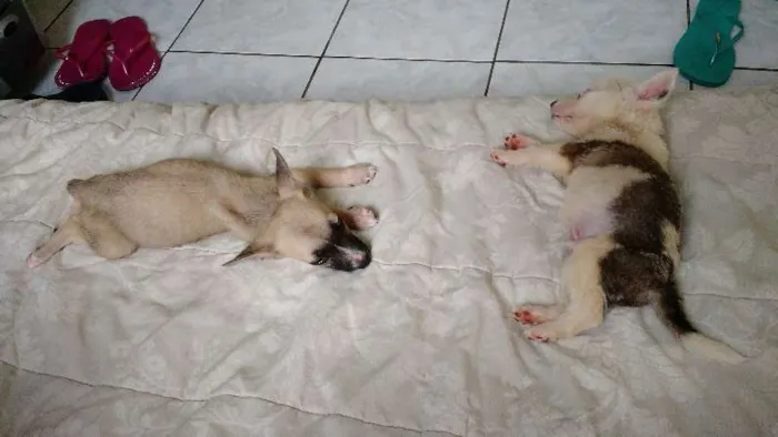 Cachorro ra a SRD idade Abaixo de 2 meses nome Sem nome