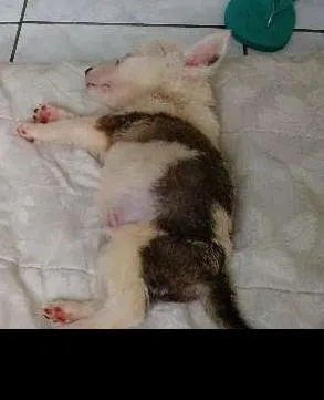 Cachorro raça SRD idade Abaixo de 2 meses nome Sem nome