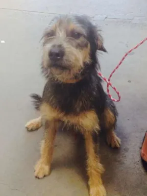 Cachorro raça SRD idade 1 ano nome Scooby