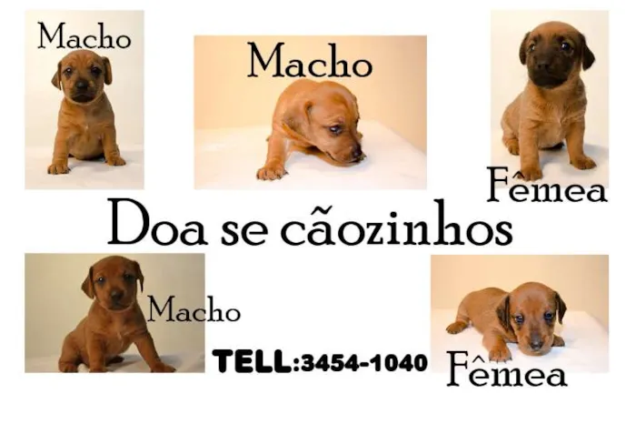 Cachorro ra a Vira Lata/Basset idade Abaixo de 2 meses nome Vários