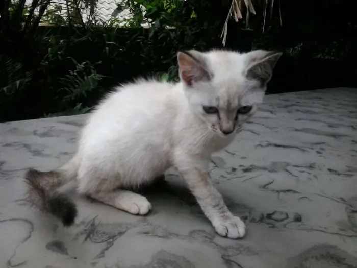 Gato ra a  idade 2 a 6 meses nome caipirinha