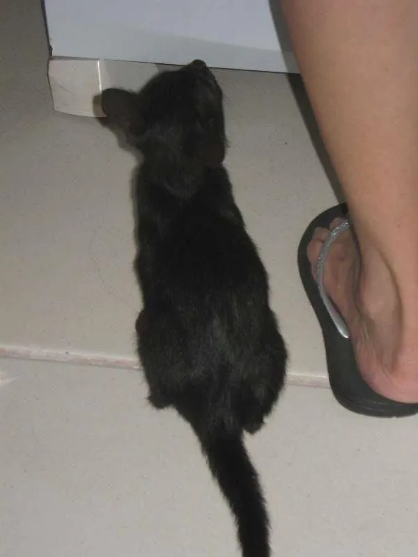 Gato ra a  idade Abaixo de 2 meses nome Milu