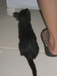 Milu
