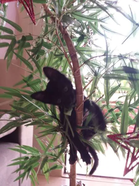 Gato ra a  idade Abaixo de 2 meses nome Milu
