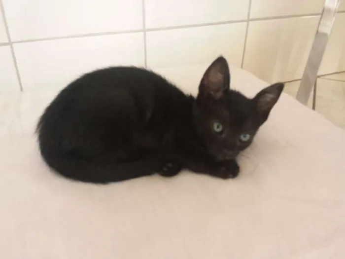 Gato ra a  idade Abaixo de 2 meses nome Milu