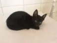 Milu