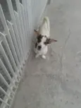 rango