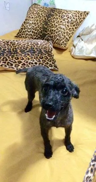 Cachorro ra a srd idade 2 anos nome Rosinha