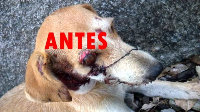 Cachorro raça SRD idade 2 a 6 meses nome LUCY