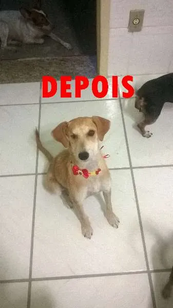 Cachorro raça SRD idade 2 a 6 meses nome LUCY
