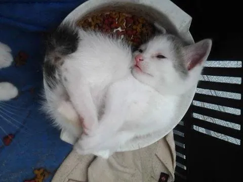 Gato ra a branca idade Abaixo de 2 meses nome juliete