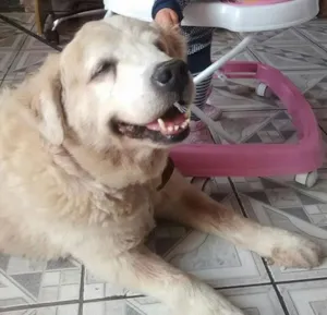 Cachorro raça SRD idade 6 ou mais anos nome Bob GRATIFICA