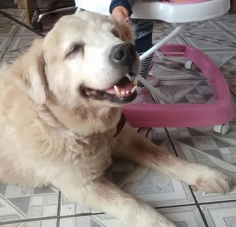 Cachorro ra a SRD idade 6 ou mais anos nome Bob GRATIFICA