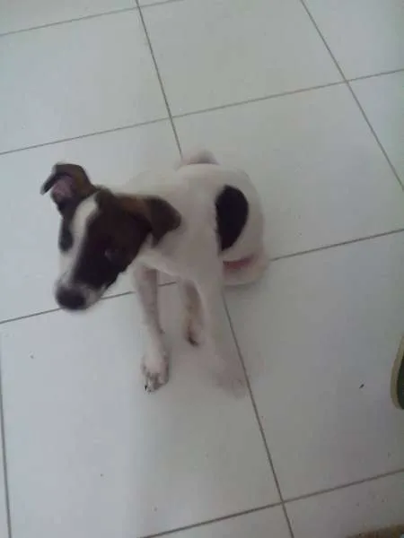 Cachorro raça não definida idade 2 a 6 meses nome BELA