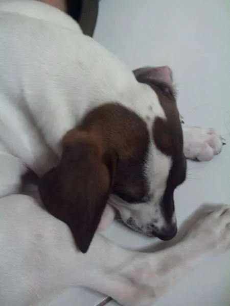 Cachorro raça não definida idade 2 a 6 meses nome BELA