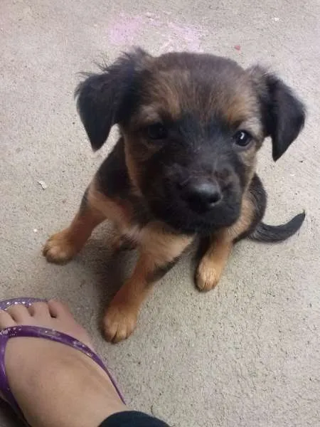 Cachorro ra a sem raça definida idade 2 a 6 meses nome Filhotes