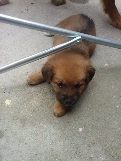 Cachorro ra a sem raça definida idade 2 a 6 meses nome Filhotes