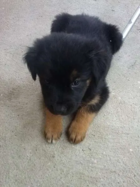 Cachorro ra a sem raça definida idade 2 a 6 meses nome Filhotes