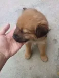 Filhotes