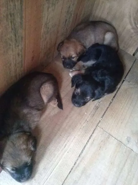 Cachorro ra a sem raça definida idade 2 a 6 meses nome Filhotes