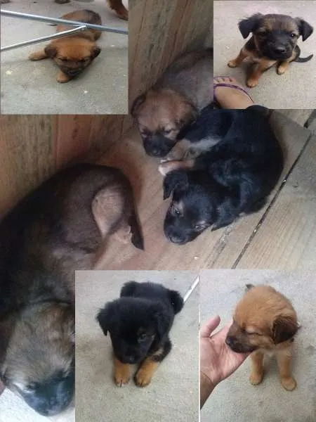 Cachorro ra a sem raça definida idade 2 a 6 meses nome Filhotes