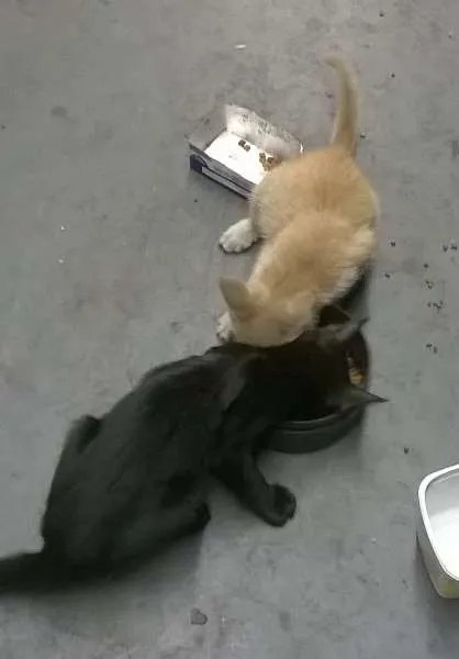 Gato raça SRD idade 2 a 6 meses nome Alfredo / Lorin