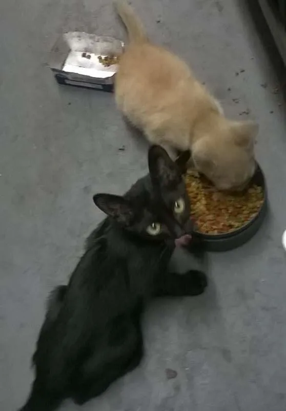 Gato raça SRD idade 2 a 6 meses nome Alfredo / Lorin