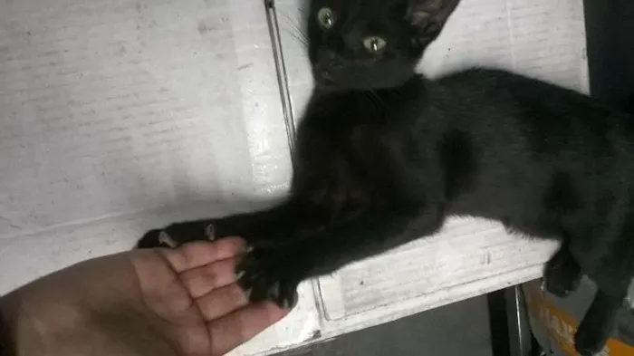 Gato raça SRD idade 2 a 6 meses nome Alfredo / Lorin