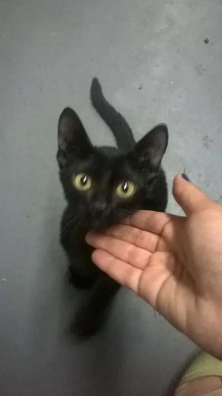 Gato raça SRD idade 2 a 6 meses nome Alfredo / Lorin
