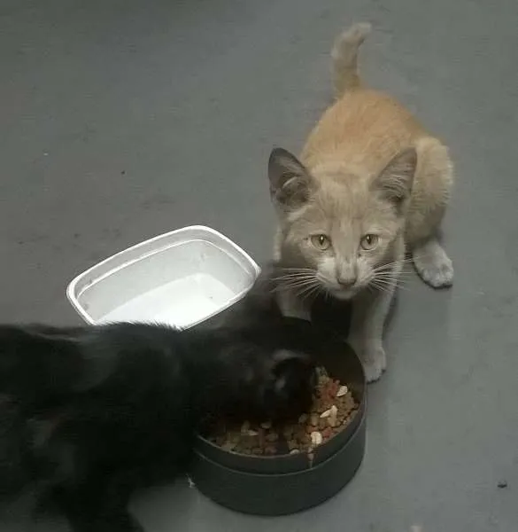 Gato raça SRD idade 2 a 6 meses nome Alfredo / Lorin