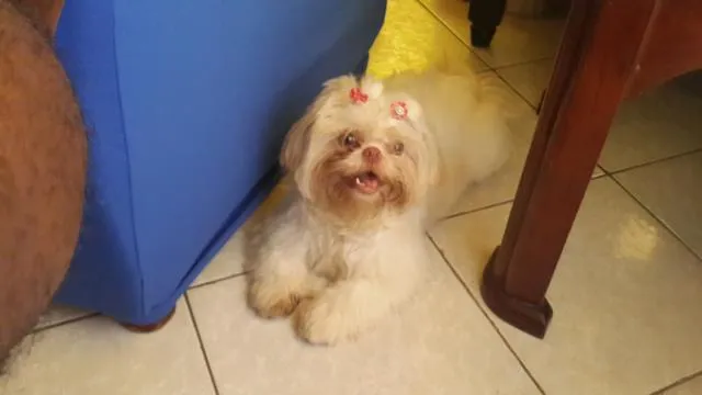 Cachorro ra a Shihtzu  idade 2 anos nome Paloma