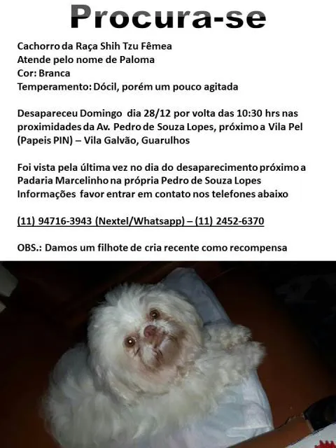 Cachorro ra a Shihtzu  idade 2 anos nome Paloma