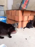 Pintado