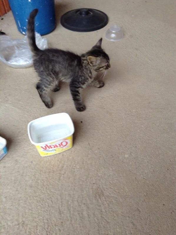 Gato ra a  idade 2 a 6 meses nome Pintado