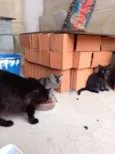 Pintado