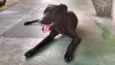 Labrador Elvis