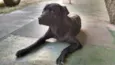 Labrador Elvis