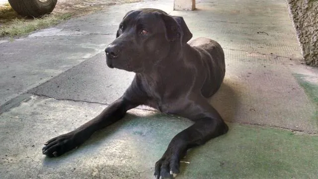 Cachorro ra a Labrador idade 1 ano nome Labrador Elvis