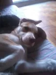 Napoleão