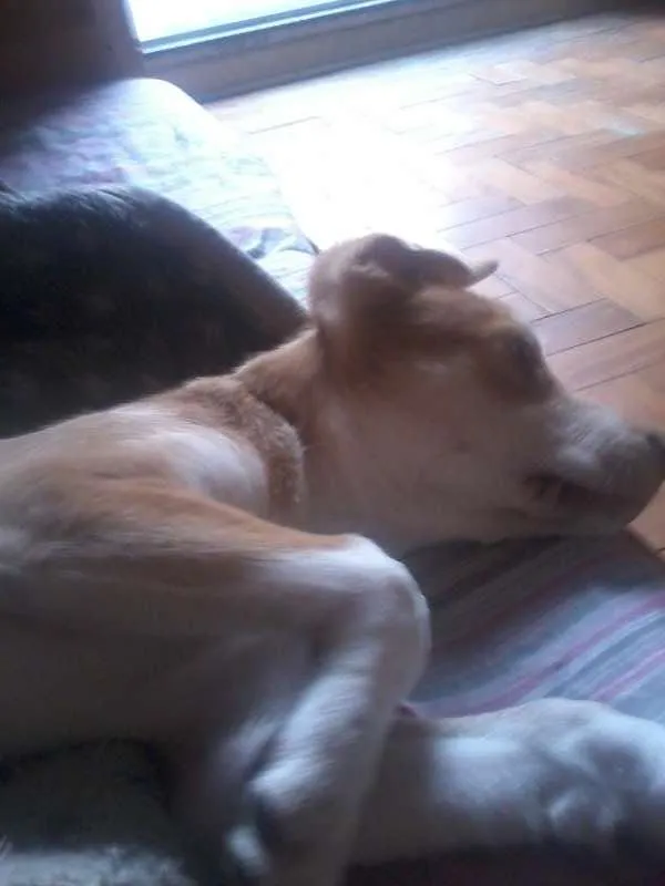 Cachorro ra a Vira Lata  idade 2 a 6 meses nome Napoleão