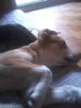 Napoleão