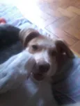 Napoleão