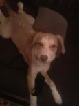 Napoleão