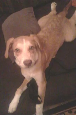 Cachorro raça Vira Lata  idade 2 a 6 meses nome Napoleão