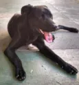 Labrador Elvis
