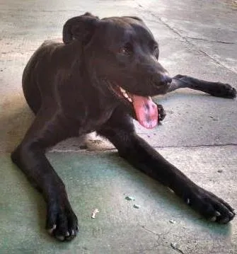 Cachorro ra a Labrador idade 1 ano nome Labrador Elvis