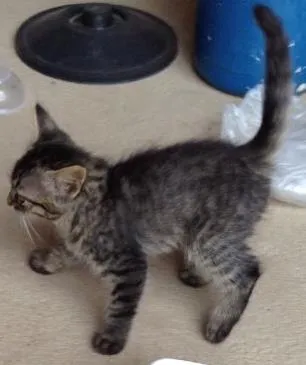Gato ra a  idade 2 a 6 meses nome Pintado