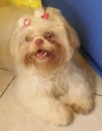 Cachorro ra a Shihtzu  idade 2 anos nome Paloma